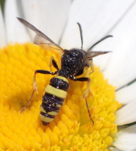 Réf. 309 307 : Cerceris rybyensis